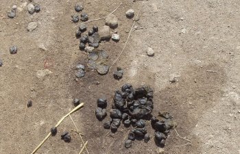 Crottes de lama