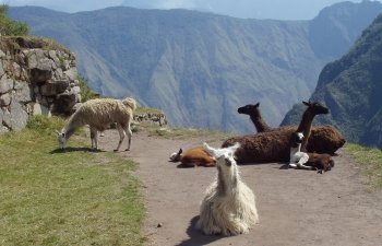 Lama au Machu Picchu