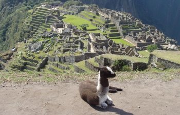 Lama au Machu Picchu