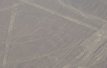 Le perroquet (Nazca)