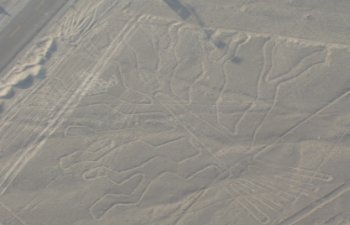 L'arbre (Nazca)