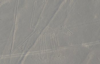 Le chien (Nazca)