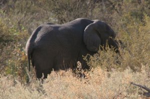 El&eacute;phant de l'Okavango