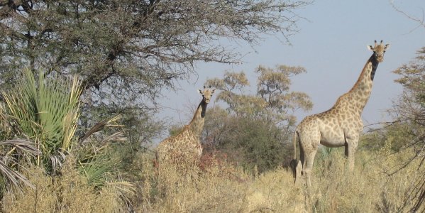 Girafes de l'Okavango
