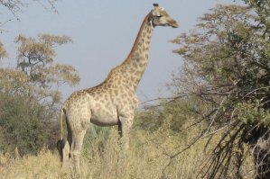Girafe de l'Okavango