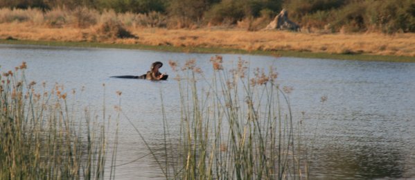 Hippopotame de l'Okavango