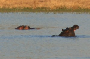 Hippopotame de l'Okavango