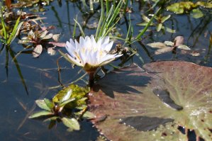 N&eacute;nuphar de l'Okavango