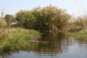 Papyrus de l'Okavango