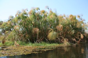 Papyrus de l'Okavango
