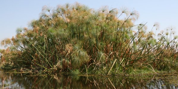 Papyrus de l'Okavango