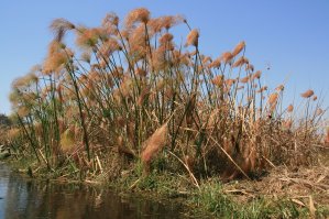 Papyrus de l'Okavango