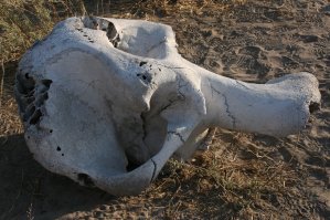 Cr&acirc;ne d'&eacute;l&eacute;phant