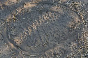 Trace d'&eacute;l&eacute;phant