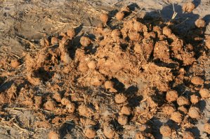 Crotte d'&eacute;l&eacute;phant