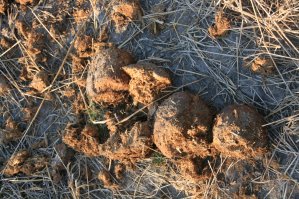 Crotte d'&eacute;l&eacute;phant