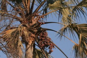 Palmier de l'Okavango