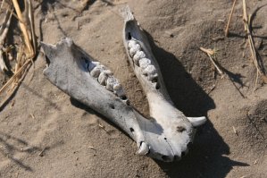 Machoire de phacoch&egrave;re