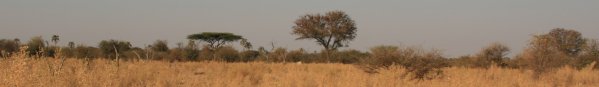 Okavango, savane