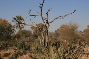 Okavango, savane