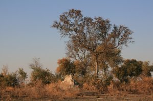 Okavango, savane