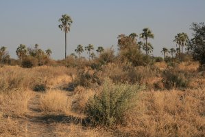 Okavango, savane