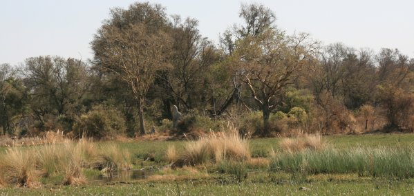 Okavango, savane