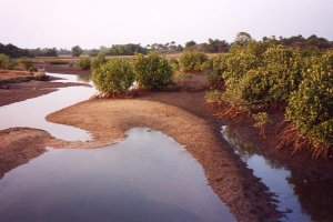Mangrove, Casamance