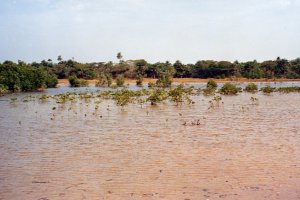Mangrove, S&eacute;n&eacute;gal