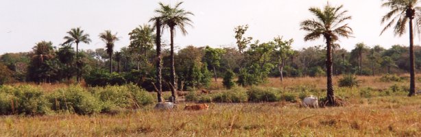 Savane, Casamance