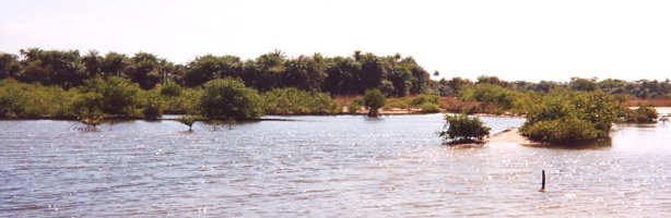 Mangrove, Casamance