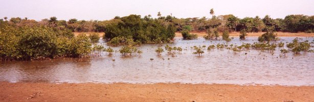 Mangrove, S&eacute;n&eacute;gal