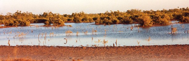 Mangrove, S&eacute;n&eacute;gal