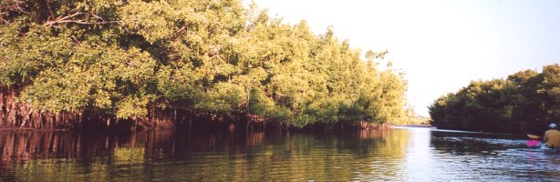 Mangrove, S&eacute;n&eacute;gal