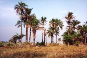 Palmiers du S&eacute;n&eacute;gal