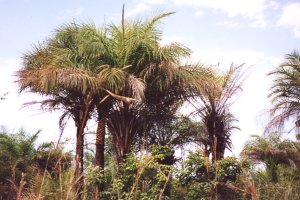 Palmiers du S&eacute;n&eacute;gal