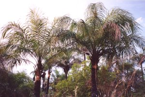 Palmiers du S&eacute;n&eacute;gal