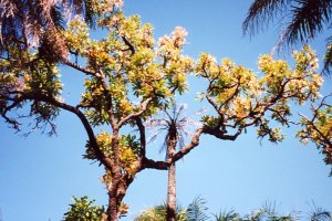 Arbre de Casamance