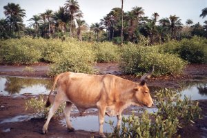 Vache s&eacute;n&eacute;galaise