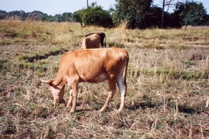 Vache s&eacute;n&eacute;galaise