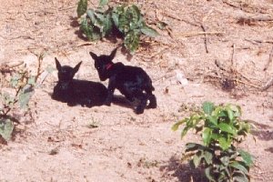 Chevreaux s&eacute;n&eacute;galais