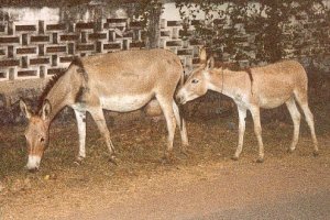 Anes s&eacute;n&eacute;galais