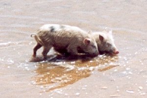 Cochon s&eacute;n&eacute;galais