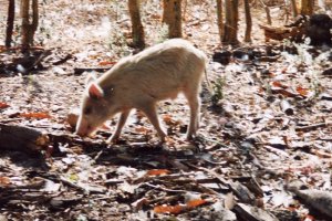 Cochon s&eacute;n&eacute;galais