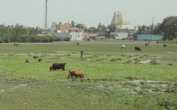 Ballade dans Kanchipuram