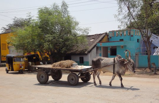 Ballade dans Kanchipuram