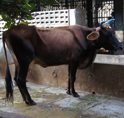 Temple de Kapaleeshwarar, Madras