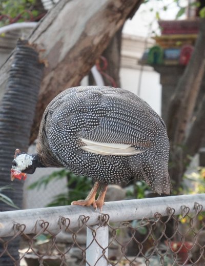 Temple de Kapaleeshwarar, Madras