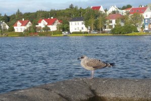 Lac Tj&ouml;rnin, Reykjav&iacute;k