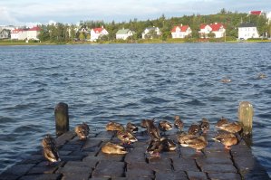 Lac Tj&ouml;rnin, Reykjav&iacute;k